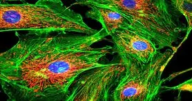 تکنیک جدید تصویربرداری میکروسکوپی با استفاده از نانوذرات