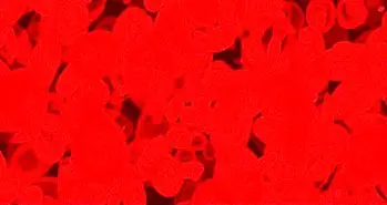 پیش بینی سرطان با یک آزمایش خون ساده