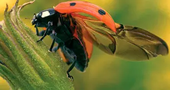 فناوری جدید الهام گرفته شده از بال های کفشدوزک