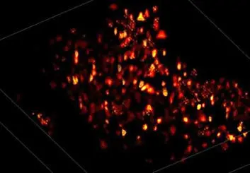 الگوریتم جدید برای ثبت فعالیت نورون های مغز