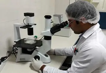 تولید جنین تعیین جنسیت شده گاو با نژاد ممتاز