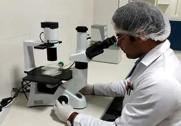 تولید جنین تعیین جنسیت شده گاو با نژاد ممتاز