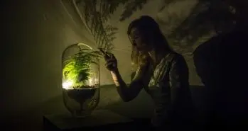 به این گیاه آب دهید تا برق داشته باشید!