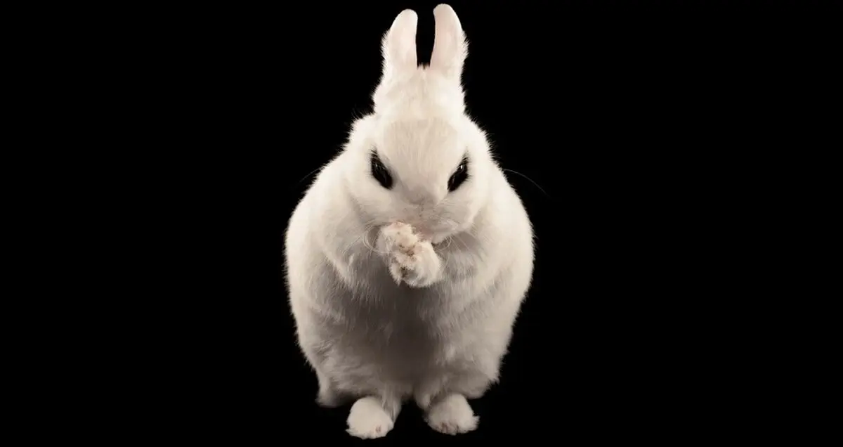 بدافزار Bad Rabbit به جمع باجگیران بزرگ اینترنتی سال ۲۰۱۷ پیوست!