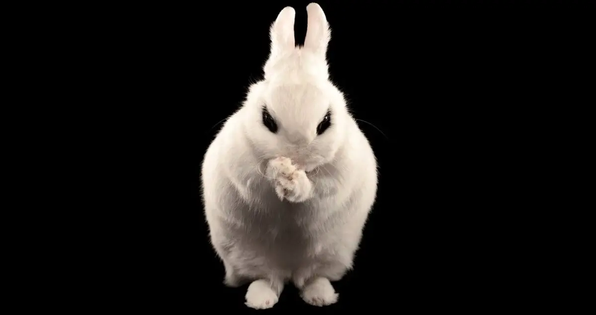 بدافزار Bad Rabbit به جمع باجگیران بزرگ اینترنتی سال ۲۰۱۷ پیوست!