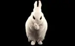 بدافزار Bad Rabbit به جمع باجگیران بزرگ اینترنتی سال ۲۰۱۷ پیوست!