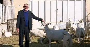 بز نژاد اسپانیایی در ایران شبیه‌سازی شد