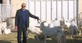 بز نژاد اسپانیایی در ایران شبیه‌سازی شد