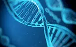 آیا علم ژنتیک می تواند طول عمر انسان را زیاد کند؟
