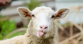 پرورش موجود هیبریدی با ژن های انسان و گوسفند!
