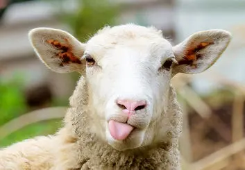 پرورش موجود هیبریدی با ژن های انسان و گوسفند!