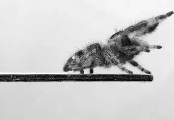 ساخت ربات جهنده با الهام از بدن عنکبوت دست آموز!