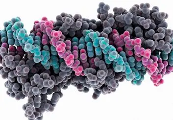 دستکاری ژن میمون ها به امید درمان بیماری های قلبی!