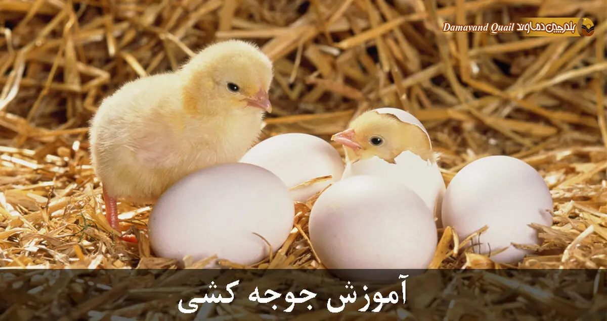 آموزش جوجه کشی پرندگان با دستگاه جوجه کشی