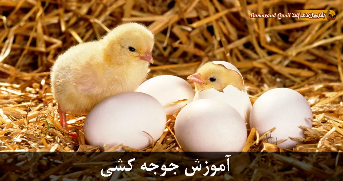 آموزش جوجه کشی پرندگان با دستگاه جوجه کشی