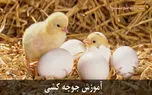 آموزش جوجه کشی پرندگان با دستگاه جوجه کشی
