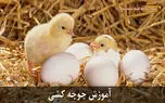 آموزش جوجه کشی پرندگان با دستگاه جوجه کشی