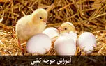 آموزش جوجه کشی پرندگان با دستگاه جوجه کشی