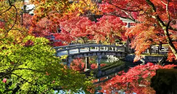 چرا سفر به ژاپن در پاییز تجربه بسیار متفاوتی خواهد بود؟