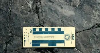 کشف کوچکترین ردپای دایناسور جهان در کره جنوبی