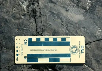 کشف کوچکترین ردپای دایناسور جهان در کره جنوبی