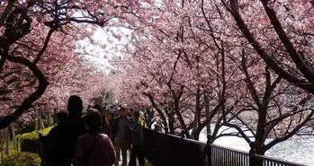 رویش زود هنگام شکوفه های گیلاس ژاپن در سال ۲۰۱۹