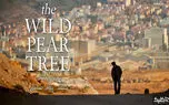 نقد و بررسی فیلم The Wild Pear Tree