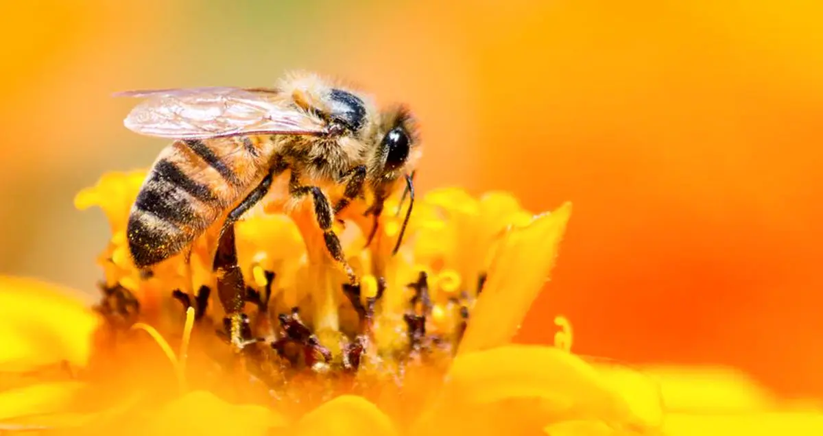 زنبورهای عسل قادر به حل مسائل ساده ریاضی هستند!