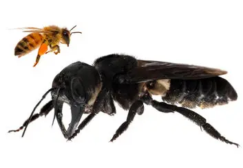 بزرگترین زنبور جهان در جنگل های اندونزی کشف شد!