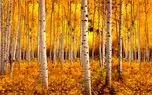 با قدیمی ترین جنگل ها در جهان آشنا شوید