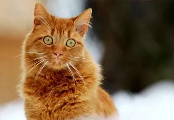 آیا گربه ها قادر به تشخیص نام خود هستند؟