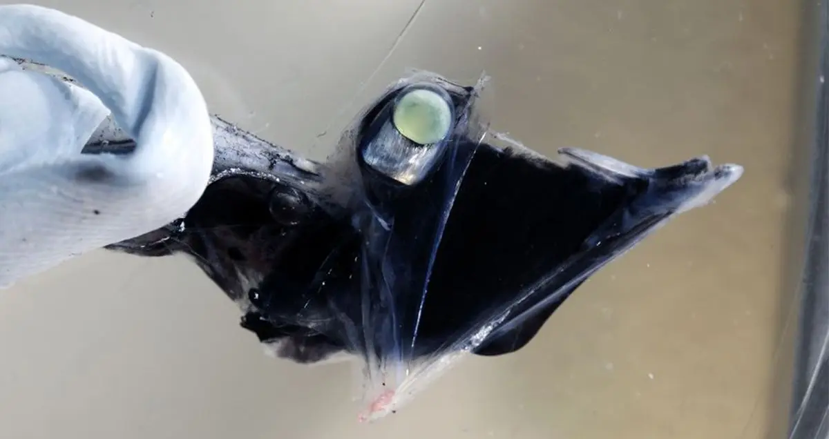 برخی ماهی ها قادر به تشخیص رنگ در عمق 1500 متری سطح دریا هستند