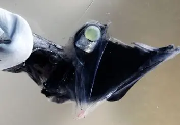 برخی ماهی ها قادر به تشخیص رنگ در عمق 1500 متری سطح دریا هستند