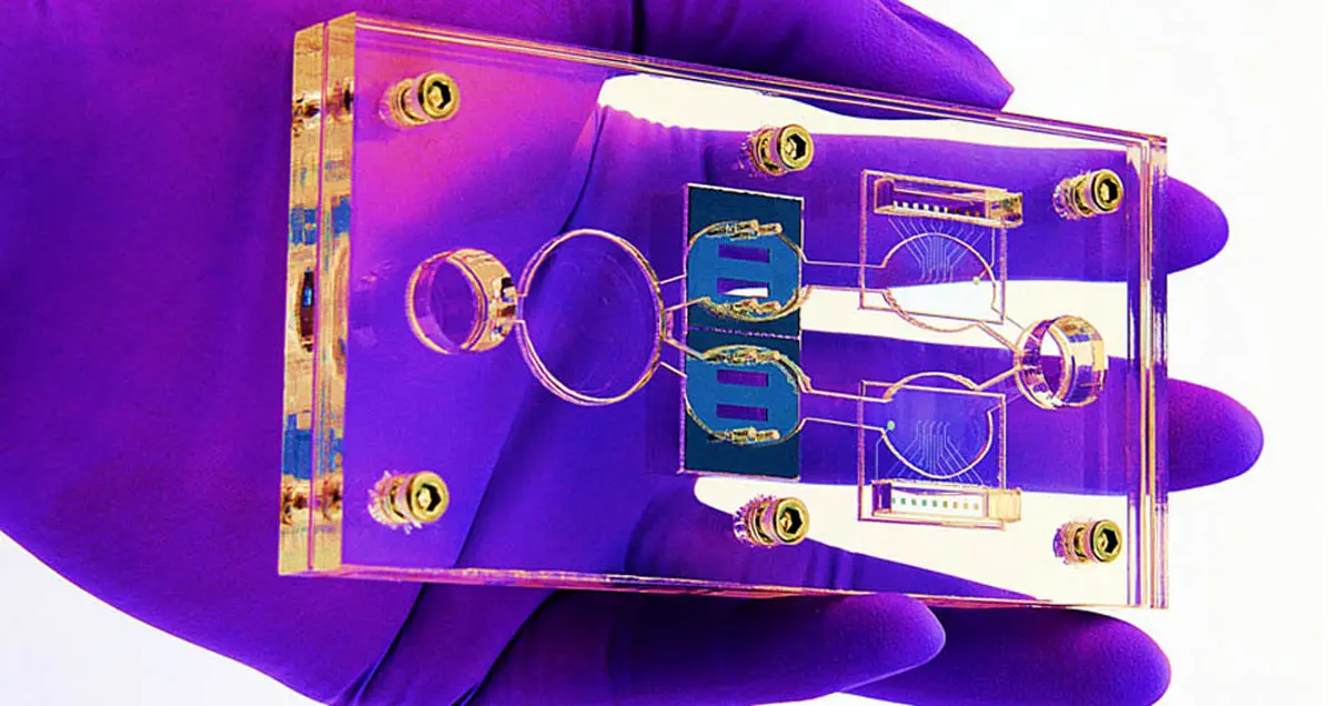 اندام تراشه های جدید واکنش بدن نسبت به دارو را شبیه سازی می کنند