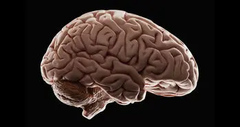 ام آر آی 100 ساعته پرجزئیات ترین تصویر از مغز انسان را آشکار کرد