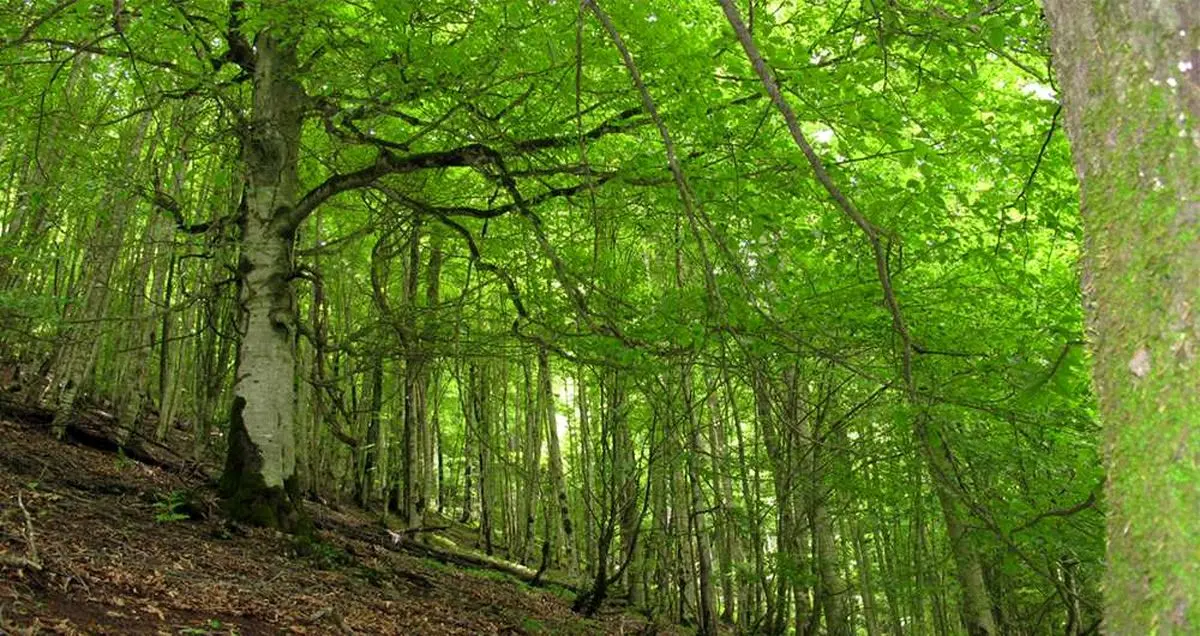 با بزرگترین و قدیمی ترین جنگل های ایران آشنا شوید!