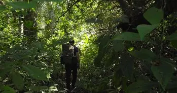 هوش مصنوعی و گوشی‌های قدیمی هواوی به کمک جنگل‌ ها می‌ آیند