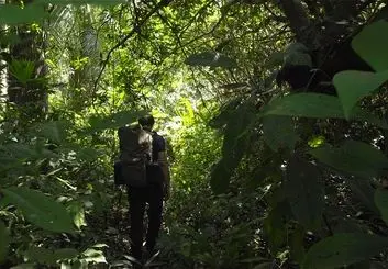 هوش مصنوعی و گوشی‌های قدیمی هواوی به کمک جنگل‌ ها می‌ آیند