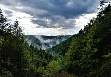 باران اسیدی ممکن است درختان را تشنه تر کند!