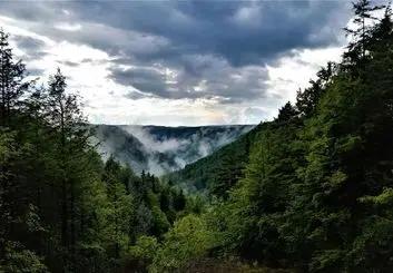 باران اسیدی ممکن است درختان را تشنه تر کند!