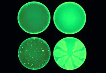 داروی هالیسین مقاوم ترین باکتری ها را نابود می کند