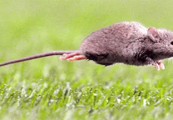 همه چیز در مورد ویروس هانتا | خطرناک تر از کرونا ؟