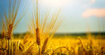 آیا هوش مصنوعی مایکروسافت از انسان‌ها جلو زده است؟