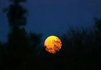 فعال کردن Dark Mode در اپلیکیشن‌های اندرویدی