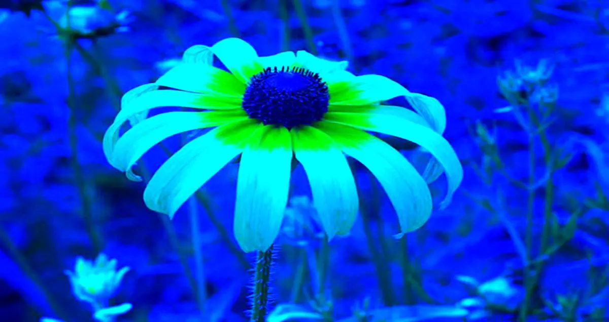 دنیا را از چشم حیوانات ببینید!