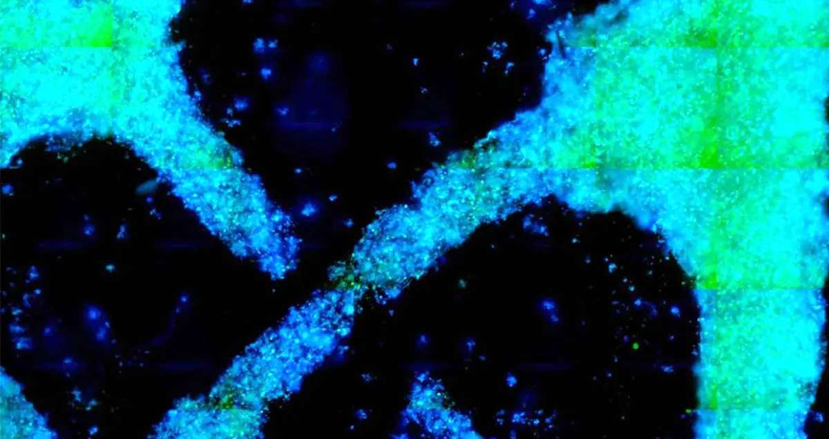 تولید بافت های گیاهی چوبی و فیبری در آزمایشگاه