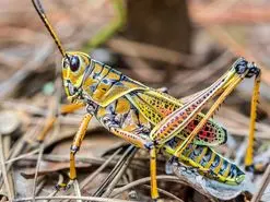 ۳ حقیقت برتر در مورد ملخ‌ها و ملخ‌سانان