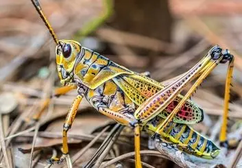 ۳ حقیقت برتر در مورد ملخ‌ها و ملخ‌سانان