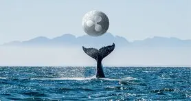 نهنگ ریپل 139 میلیون سکه جابجا کرد؛ رشد 6 درصدی XRP در 24 ساعت گذشته