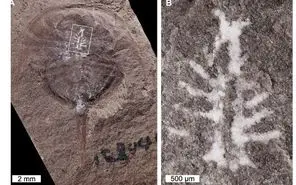 فسیل یک مغز سالم ۳۱۰ میلیون ساله کشف شد!